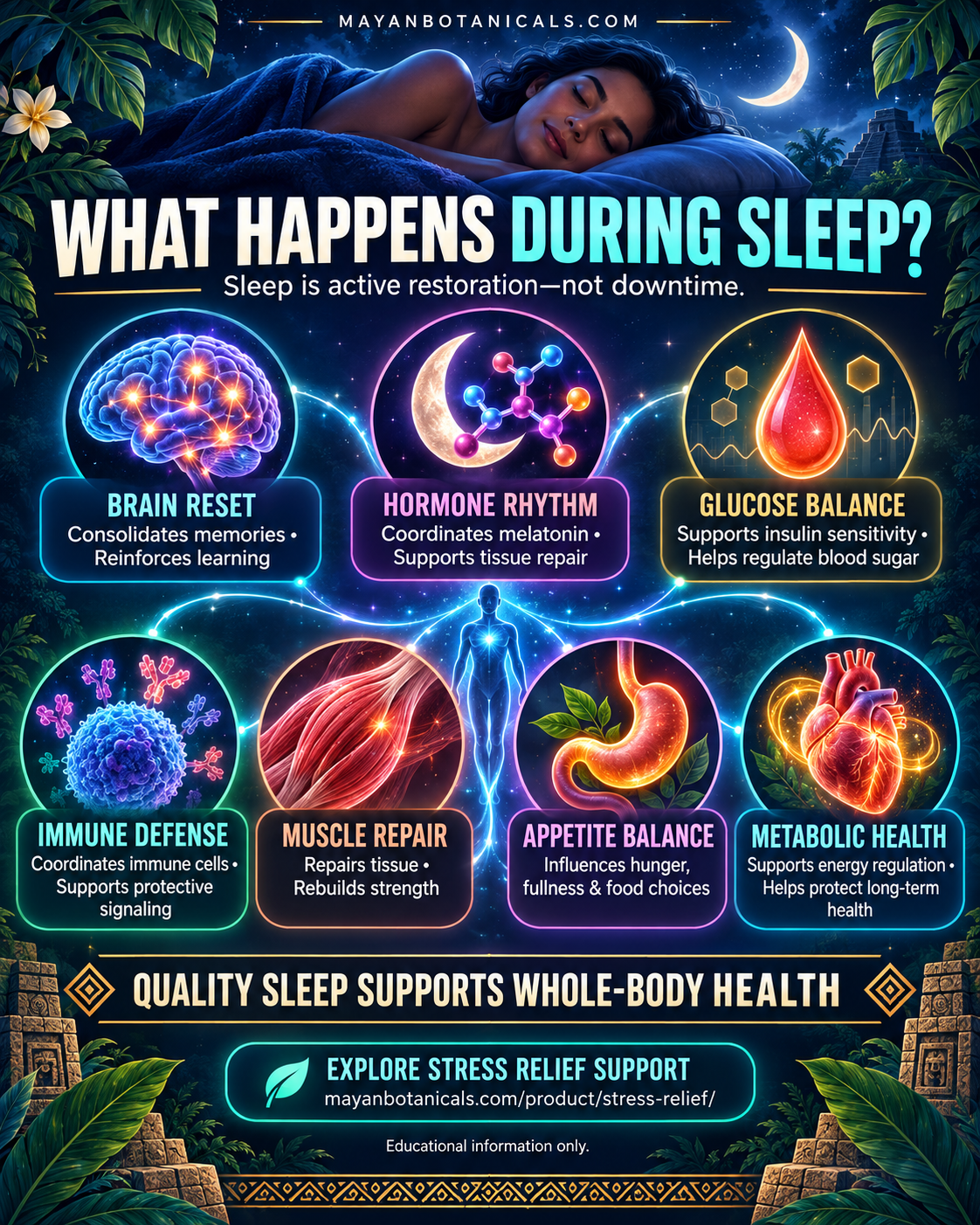 What Happens During Sleep? A Mayan Botanicals infographic about brain function, hormones, glucose balance, immunity, muscle repair, appetite, and metabolic health.